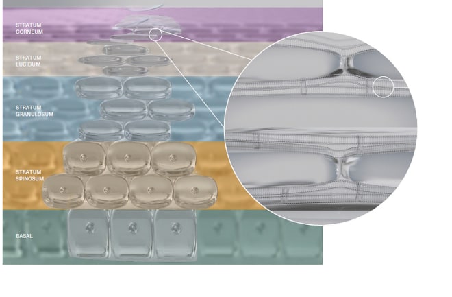 Diagram under microscope to show Lipids strengthening the skin’s moisture-holding protective barrier to protect from damage.